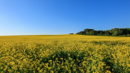 Fototapeta premium Rapeseed Field with Distant Forest Under Clear Blue Sky