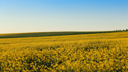 Obraz premium Evening Rapeseed Landscape with Warm Golden Light