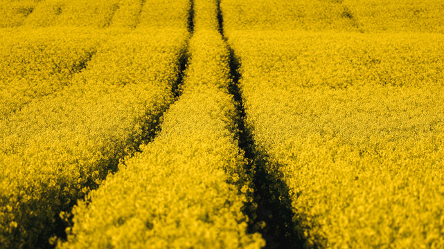 Strong Tractor Tracks Through Dense Rapeseed at Golden Hour