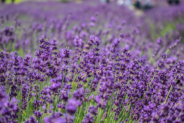 Obraz premium Lavender fields blooming under dramatic summer sky in rural countryside landscape
