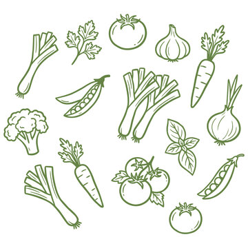 Hand drawn illustrations of various vegetables and herbs for food and nutrition concepts  healthy eating