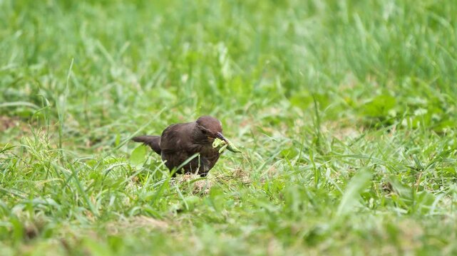 Common blackbird female bird feeding with insect (Turdus merula).