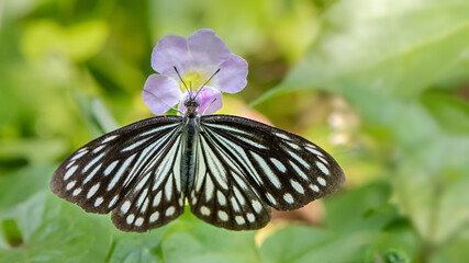 Indian Wanderer (Pareronia hippia) is seated on a flower, a close up side view in blurred background. West Bengal, India © Shubhrojyoti