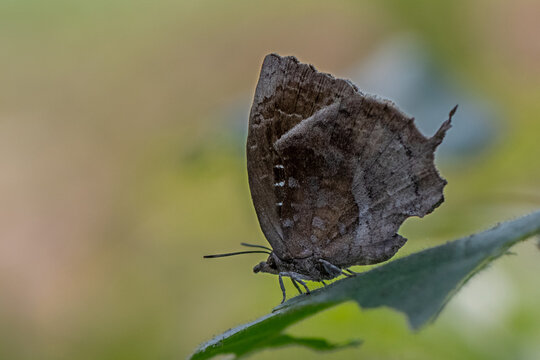 Falcate Oakblue (Mahathala ameria) resting in nature, a close up view of beautiful wings with pattern in a blurred background. West Bengal, India