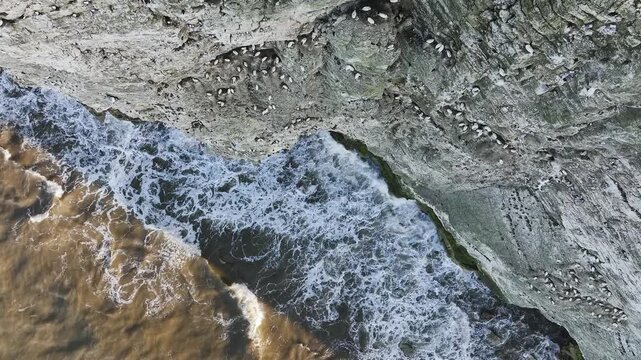 Seabird Colony on Bempton Cliffs from a drone, Yorkshire, England