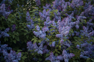 Obraz premium blooming lilac bushes with purple сирень flowers in spring garden