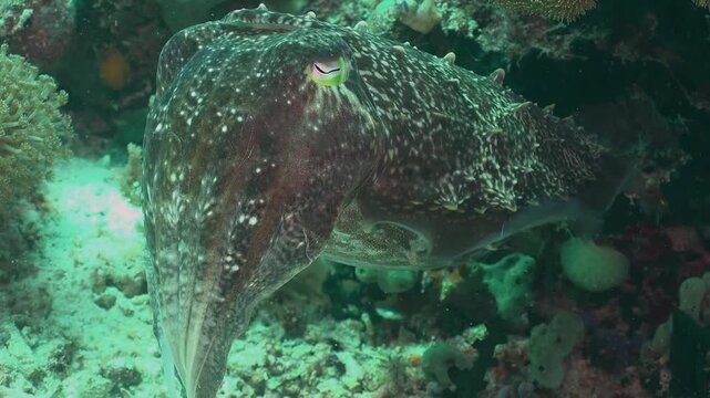 Broadclub cuttlefish changing color and swimming over a coral reef