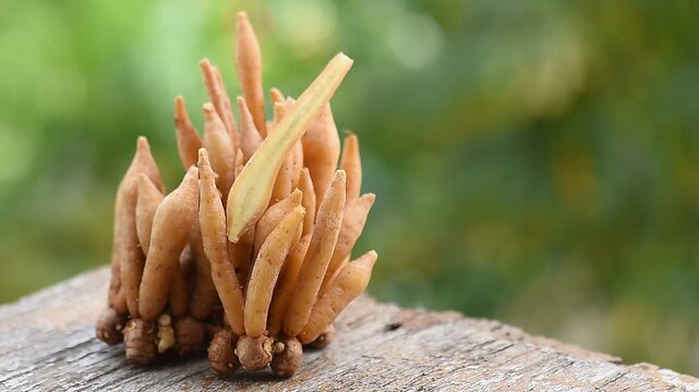 Fingerroot or Galingale Boesenbergia rotunda (L.) Mansf. rhizome and slices on natual background.