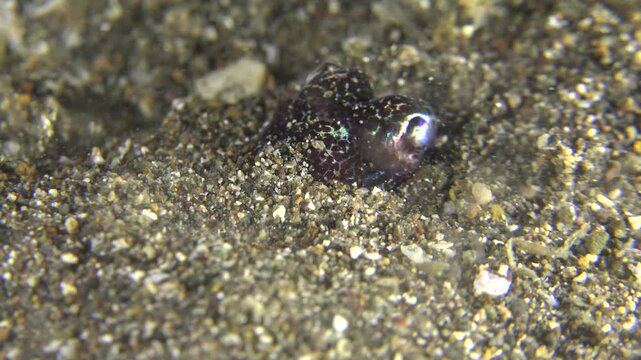 Macro shot of a Bobtail Squid (Sepiolida) burying itself in black sand for camouflage during a night dive
