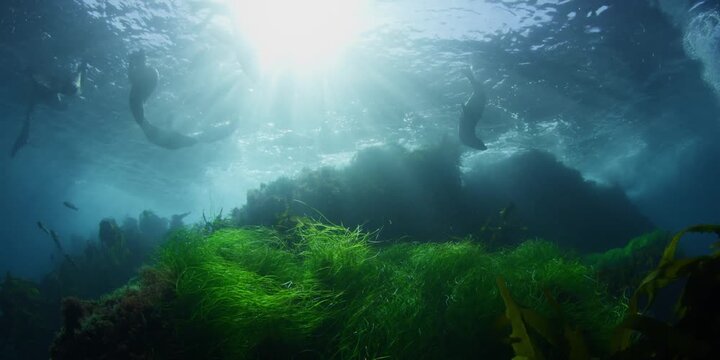 Playful sea lions swimming underwater in clear ocean with beautiful sunlight rays