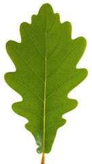 Fototapeta premium Green oak leaf showing natural texture and transparent background