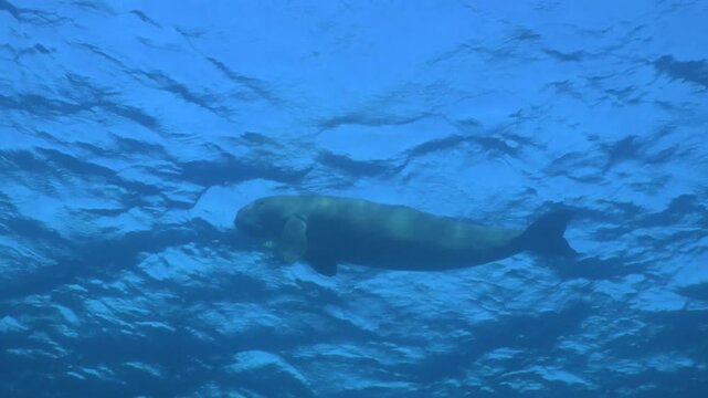 Dugong swimming gracefully just below the surface of clear blue tropical ocean water