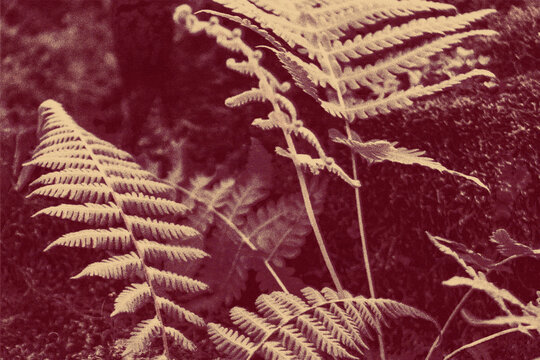 fern leaf background  botanic garden color vintage poster half tone old printing texture green leaves in the garden