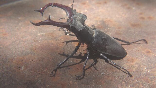 Dominance Fight Between Two Large Lucanus Cervus Beetles