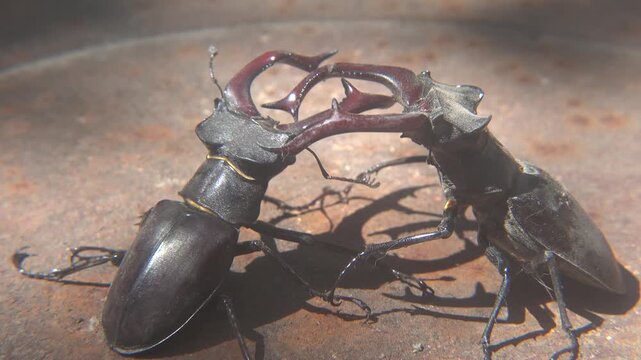 Dominance Fight Between Two Large Lucanus Cervus Beetles