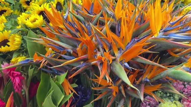Bird of paradise flowers bouquet on display