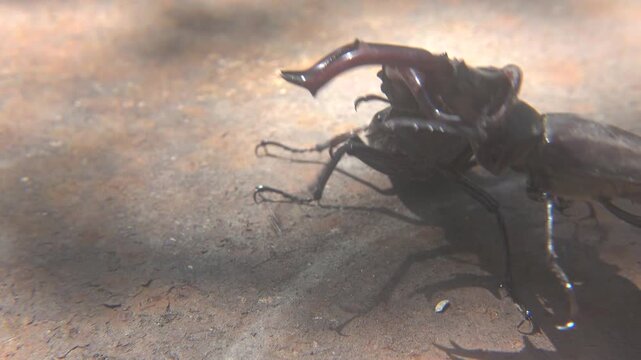 Dominance Fight Between Two Large Lucanus Cervus Beetles