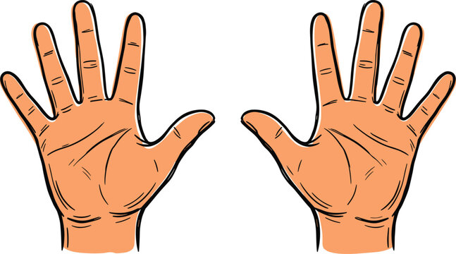 Two Human Open Hands with Ten Fingers Extended Vector Illustration for Counting Gestures High Five Communication Help and Community Connection Projects