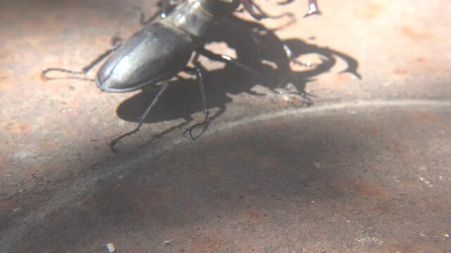 Dominance Fight Between Two Large Lucanus Cervus Beetles