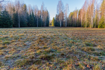Beautiful forest glade in early autumn morning © Dmitry