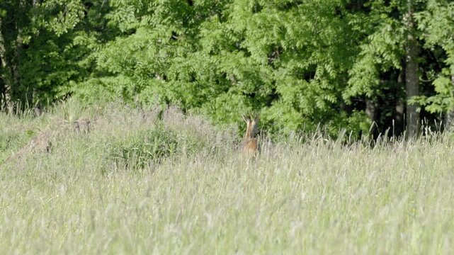 Male Roe Deer Looking Around and Grazing &ndash; 4K Slow Motion, Roebuck, Steyr