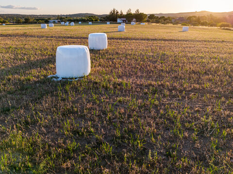 Rural harmony: Low angle aerial view with white hay bales at sunset, highlighting the textures of the tilled soil.