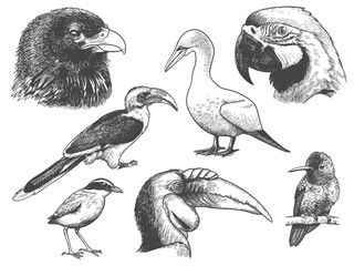 Fototapeta premium engraving birds