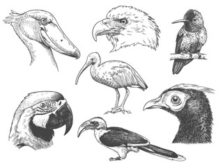 Fototapeta premium engraving birds