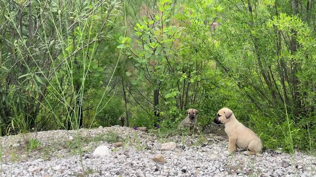 The cheerful and playful moments of the adorable stray puppies in the forest.