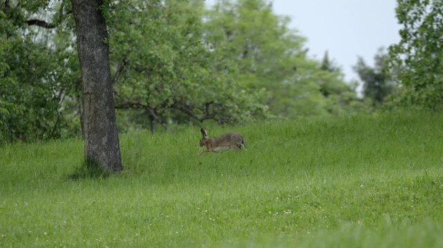 European Hare Hopping and Stopping &ndash; 4K Slow Motion Panning Shot, Steyr