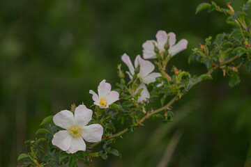Fototapeta premium row of wild roses resting in the meadow