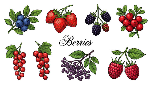 Vintage Hand Drawn Berry Illustration Collection Featuring Strawberry Raspberry Blueberry Blackberry Redcurrant and Elderberry Vector Fruit Set