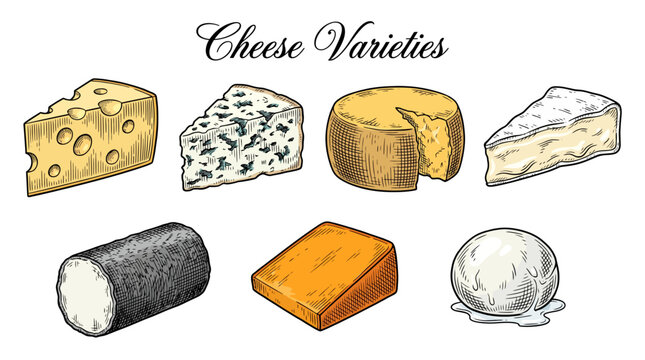 Hand Drawn Vector Illustration Set of Different Cheese Varieties Including Swiss Blue Brie Cheddar and Mozzarella Engraving Style Food Collection Isolated on White
