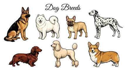 Fototapeta premium Collection of Popular Dog Breeds Vector Illustration Set Featuring German Shepherd Samoyed French Bulldog Dalmatian Dachshund Poodle and Corgi