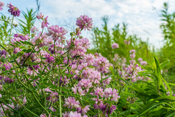 Fototapeta premium Wildflowers Bloom in a Field Under a Blue Sky With Clouds During Midday in Spring Showing a Mix of Pink and Green Colors
