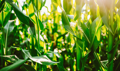 Close-up of young corn plants in a field on a sunny day. Corn plantations under cultivation at sunset. Concept of gardening, agriculture, and ecology. © maxbelchenko