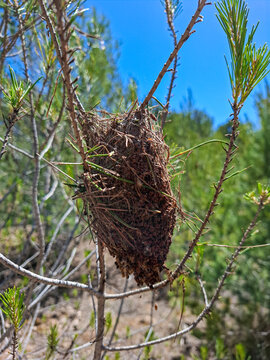 Close up of a large brown caterpillar silk nest of a pine processionary moth on green pine branches with blue sky in background