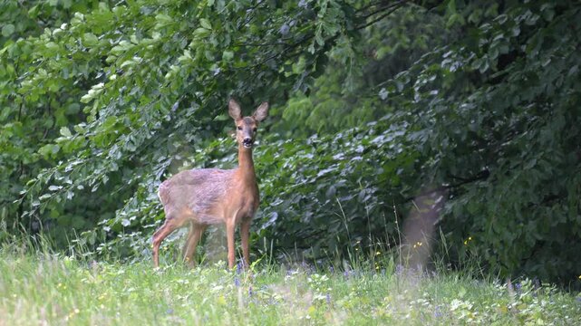 Roe Deer Fleeing into Forest &ndash; 4K Slow Motion, Quick Escape, Steyr