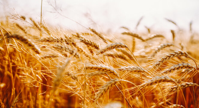 Golden wheat sways gently in the field under strong sunlight. The stalks are tall and plentiful, signaling a good harvest ahead. The sky is clear above the expansive field.