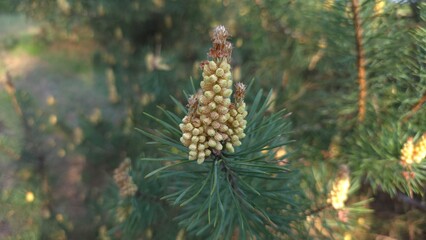 Obraz premium Close-up of young yellow pine pollen cone growing on green needle branch under sunlight against blurred forest background, concept of new life and spring blossom