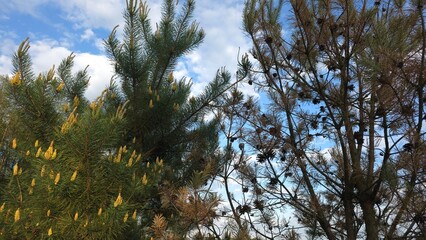 Fototapeta premium Green blooming pine tree with yellow cones standing near dry dead brown coniferous tree against blue sky with clouds, concept of life and death contrast in nature