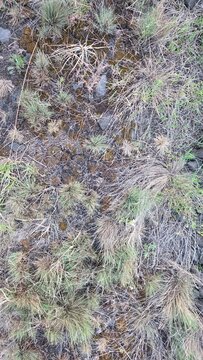 Dry trampled grass with young green sprouts and moss on stony ground, shot from a top view close-up as a seamless texture under natural light. Концепт природної текстури та зміни пір року
