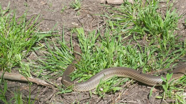 A large Caspian whipsnake crawling smoothly over the ground and through fresh spring vegetation.
