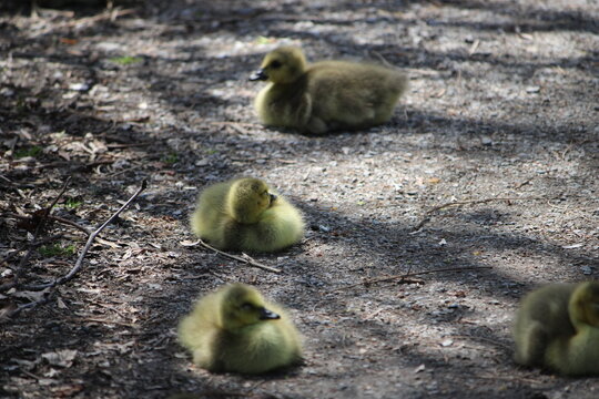 little baby chicks