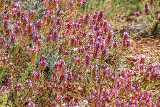 Coris monspeliensis Mediterranean wildflower in Sierra Calderona, Spain.
