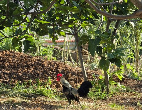 Coq