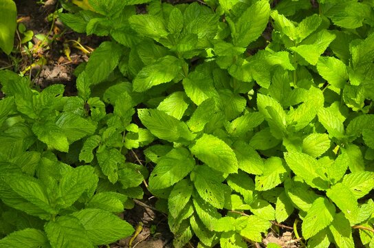   Menthe 
