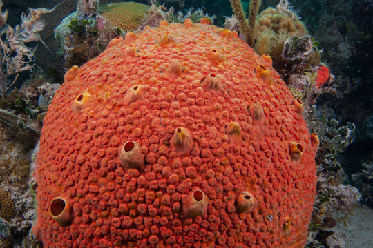 Closeup of a Red Boring Sponge underwater, Cliona delitrix&nbsp;