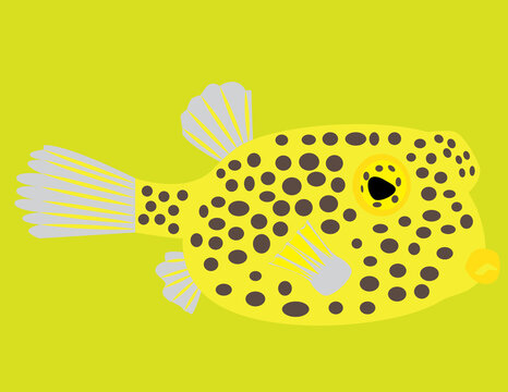 A boxfish is a group of small, slow-swimming marine fish known for their rigid, cube-shaped bodies. 