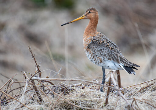 Beautiful black-tailed godwit in the nature of Iceland